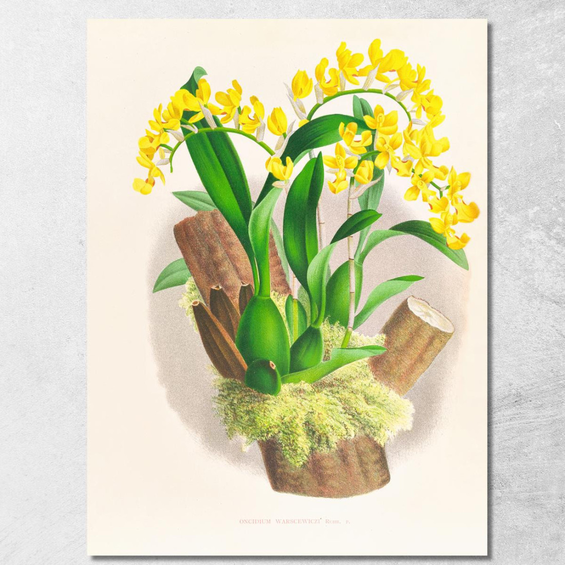 Illustrazioni Botaniche Oncidium Warscewiczi Jean Jules Linden jjl132 quadro stampato su tela