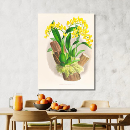 Illustrazioni Botaniche Oncidium Warscewiczi Jean Jules Linden jjl132 quadro stampato su tela