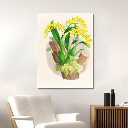 Illustrazioni Botaniche Oncidium Warscewiczi Jean Jules Linden jjl132 quadro stampato su tela