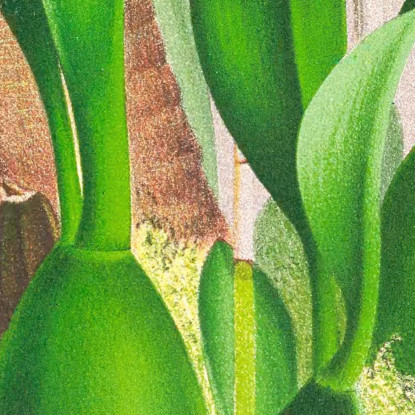 Illustrazioni Botaniche Oncidium Warscewiczi Jean Jules Linden jjl132 quadro stampato su tela