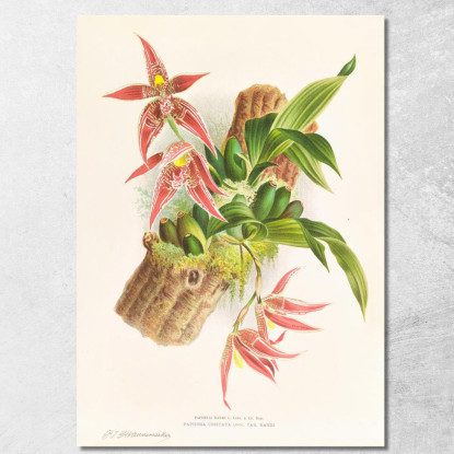 Illustrazioni Botaniche Paphinia Randi Paphinia Cristata Jean Jules Linden jjl133 quadro stampato su tela