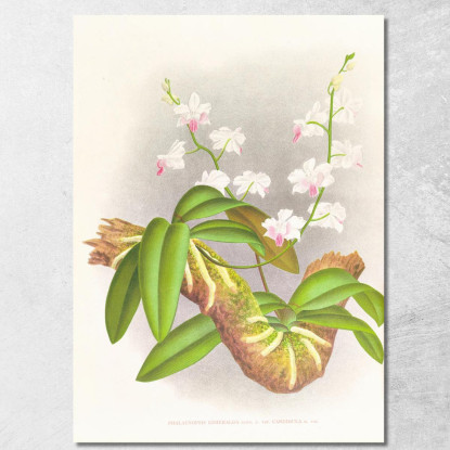 Illustrazioni Botaniche Phalaenopsis Esmeralda Var Candidula Jean Jules Linden jjl136 quadro stampato su tela