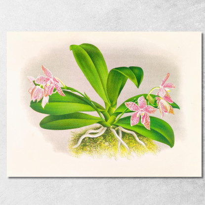 Illustrazioni Botaniche Phalaenopsis Luddemanniana Jean Jules Linden jjl137 quadro stampato su tela