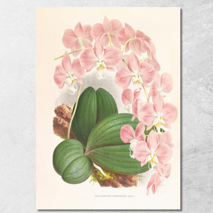 Illustrazioni Botaniche Phalaenopsis Sanderiana Jean Jules Linden jjl138 quadro stampato su tela