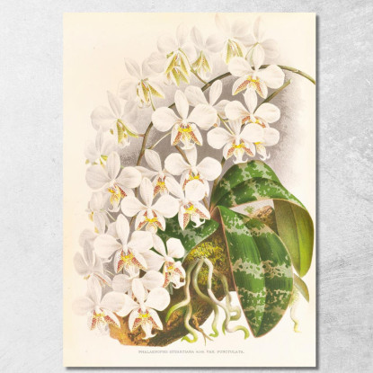 Illustrazioni Botaniche Phalaenopsis Stuartiana Jean Jules Linden jjl140 quadro stampato su tela