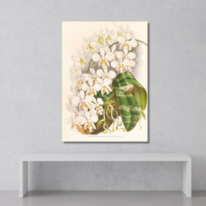 Illustrazioni Botaniche Phalaenopsis Stuartiana Jean Jules Linden jjl140 quadro stampato su tela