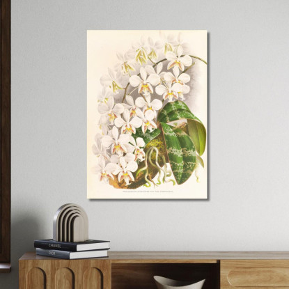 Illustrazioni Botaniche Phalaenopsis Stuartiana Jean Jules Linden jjl140 quadro stampato su tela