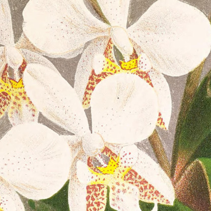 Illustrazioni Botaniche Phalaenopsis Stuartiana Jean Jules Linden jjl140 quadro stampato su tela