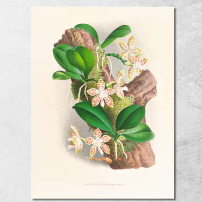 Illustrazioni Botaniche Phalaenopsis Sumatrana Jean Jules Linden jjl141 quadro stampato su tela