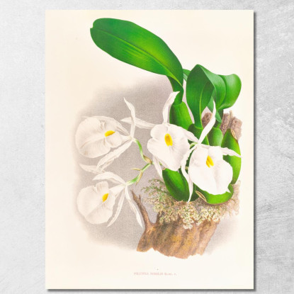 Illustrazioni Botaniche Pilumna Nobilis Jean Jules Linden jjl142 quadro stampato su tela