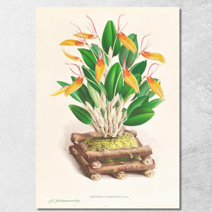 Illustrazioni Botaniche Restrepia Antennifera Jean Jules Linden jjl143 quadro stampato su tela