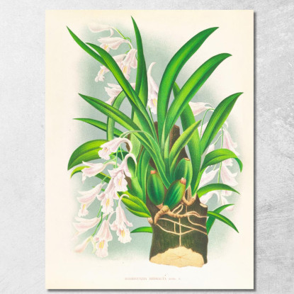 Illustrazioni Botaniche Rodriguezia Refracta Jean Jules Linden jjl144 quadro stampato su tela