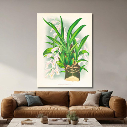 Illustrazioni Botaniche Rodriguezia Refracta Jean Jules Linden jjl144 quadro stampato su tela