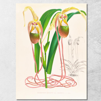 Illustrazioni Botaniche Selenipedium Caudatum Jean Jules Linden jjl146 quadro stampato su tela