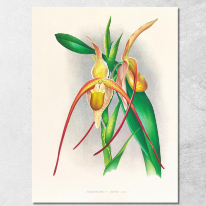 Illustrazioni Botaniche Selenipedium Grande Jean Jules Linden jjl147 quadro stampato su tela