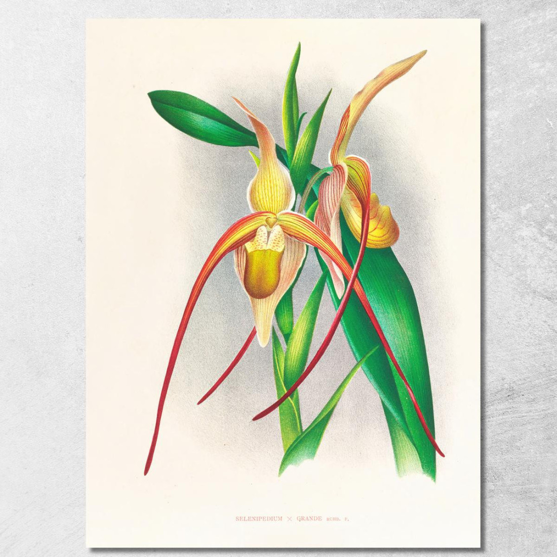 Illustrazioni Botaniche Selenipedium Grande Jean Jules Linden jjl147 quadro stampato su tela
