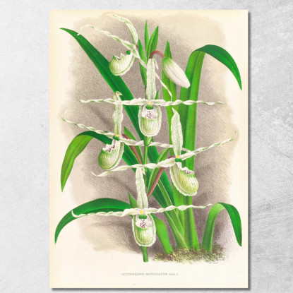 Illustrazioni Botaniche Selenipedium Reticulatum Jean Jules Linden jjl148 quadro stampato su tela