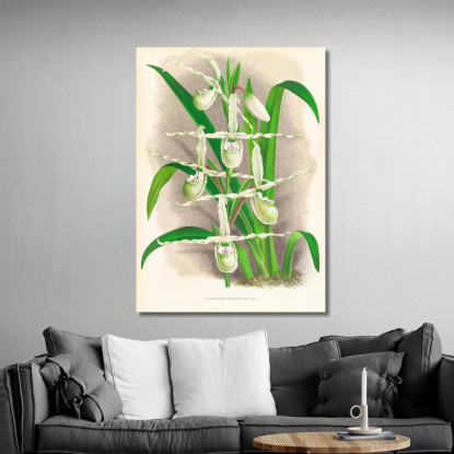 Illustrazioni Botaniche Selenipedium Reticulatum Jean Jules Linden jjl148 quadro stampato su tela