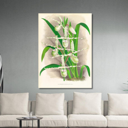 Illustrazioni Botaniche Selenipedium Reticulatum Jean Jules Linden jjl148 quadro stampato su tela