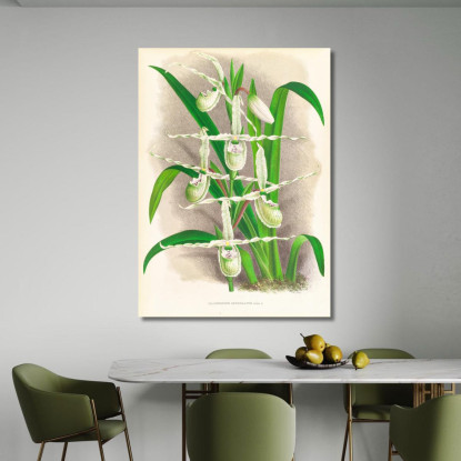 Illustrazioni Botaniche Selenipedium Reticulatum Jean Jules Linden jjl148 quadro stampato su tela