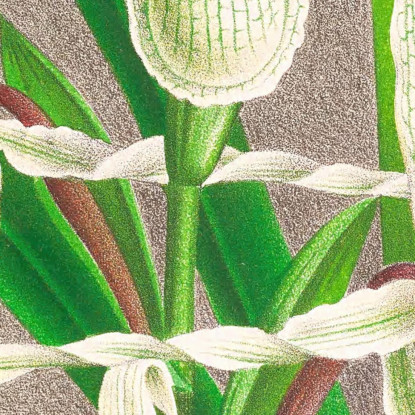 Illustrazioni Botaniche Selenipedium Reticulatum Jean Jules Linden jjl148 quadro stampato su tela