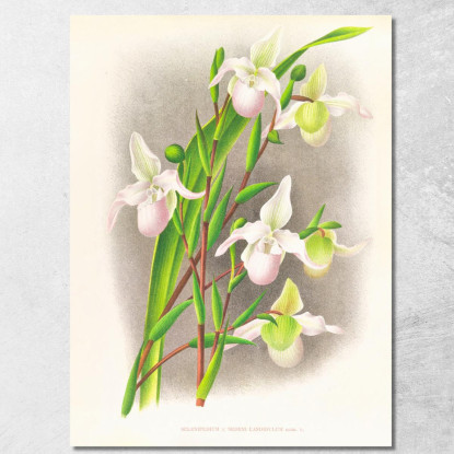 Illustrazioni Botaniche Selenipedium Sedeni Candidulum Jean Jules Linden jjl149 quadro stampato su tela