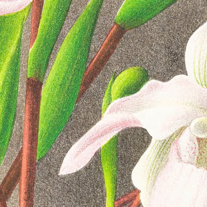 Illustrazioni Botaniche Selenipedium Sedeni Candidulum Jean Jules Linden jjl149 quadro stampato su tela