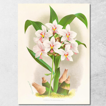 Illustrazioni Botaniche Spathoglottis Augustorum Jean Jules Linden jjl150 quadro stampato su tela