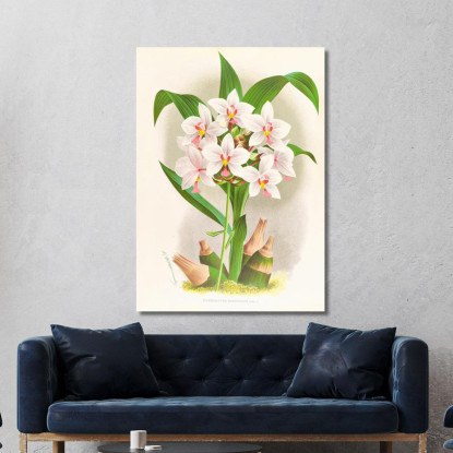 Illustrazioni Botaniche Spathoglottis Augustorum Jean Jules Linden jjl150 quadro stampato su tela