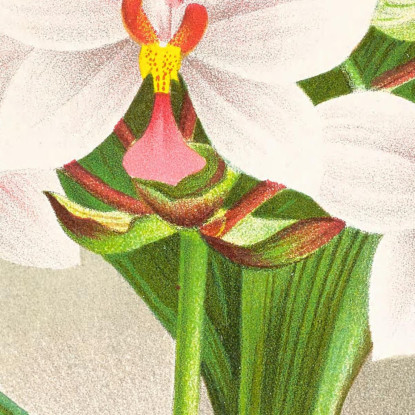 Illustrazioni Botaniche Spathoglottis Augustorum Jean Jules Linden jjl150 quadro stampato su tela