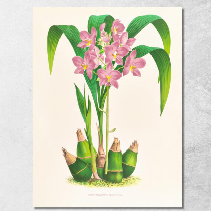 Illustrazioni Botaniche Spathoglottis Plicata Jean Jules Linden jjl151 quadro stampato su tela