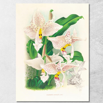 Illustrazioni Botaniche Stanhopea Oculata Jean Jules Linden jjl152 quadro stampato su tela
