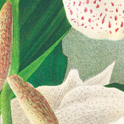 Illustrazioni Botaniche Stanhopea Oculata Jean Jules Linden jjl152 quadro stampato su tela