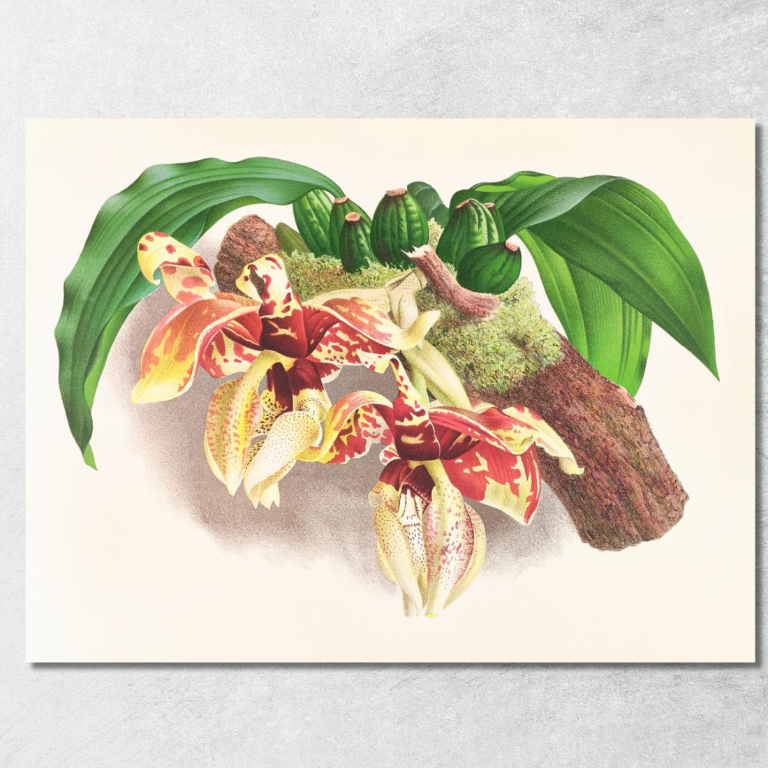 Illustrazioni Botaniche Stanhopea Tigrina Jean Jules Linden jjl153 quadro stampato su tela