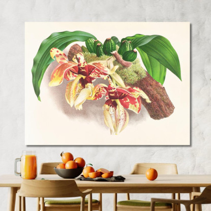 Illustrazioni Botaniche Stanhopea Tigrina Jean Jules Linden jjl153 quadro stampato su tela