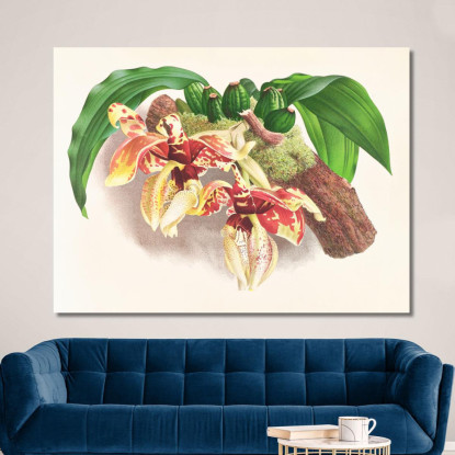 Illustrazioni Botaniche Stanhopea Tigrina Jean Jules Linden jjl153 quadro stampato su tela