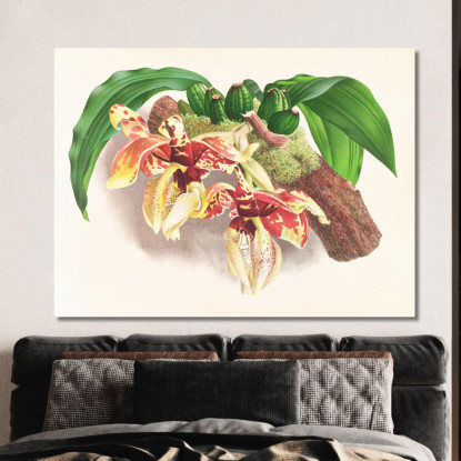 Illustrazioni Botaniche Stanhopea Tigrina Jean Jules Linden jjl153 quadro stampato su tela