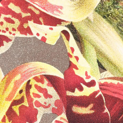 Illustrazioni Botaniche Stanhopea Tigrina Jean Jules Linden jjl153 quadro stampato su tela