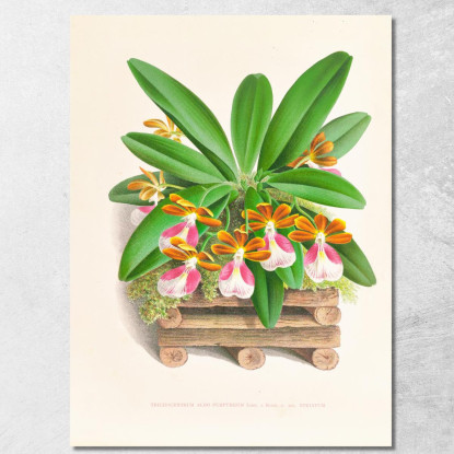 Illustrazioni Botaniche Trichocentrum Albo Purpureum Jean Jules Linden jjl154 quadro stampato su tela