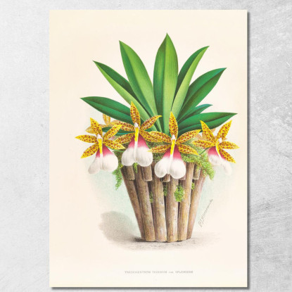 Illustrazioni Botaniche Trichocentrum Tigrinum Jean Jules Linden jjl155 quadro stampato su tela