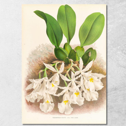 Illustrazioni Botaniche Trichopilia Suavis Jean Jules Linden jjl156 quadro stampato su tela
