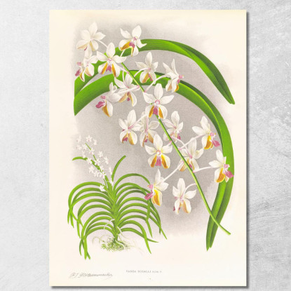 Illustrazioni Botaniche Vanda Boxalli Jean Jules Linden jjl157 quadro stampato su tela