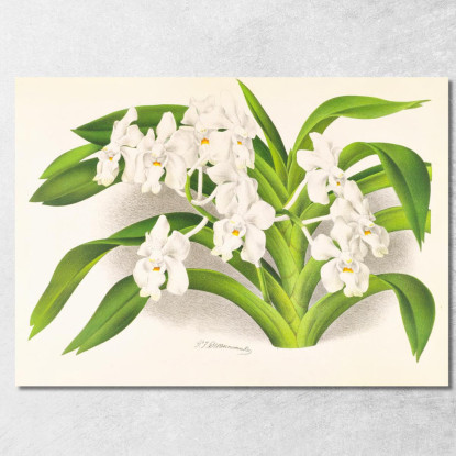 Illustrazioni Botaniche Vanda Denisoniana Jean Jules Linden jjl158 quadro stampato su tela