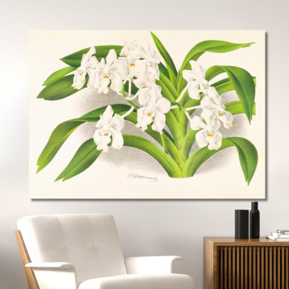 Illustrazioni Botaniche Vanda Denisoniana Jean Jules Linden jjl158 quadro stampato su tela