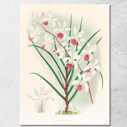 Illustrazioni Botaniche Vanda Kimballiana Jean Jules Linden jjl159 quadro stampato su tela