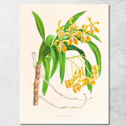 Illustrazioni Botaniche Vanda Lindeni Jean Jules Linden jjl160 quadro stampato su tela