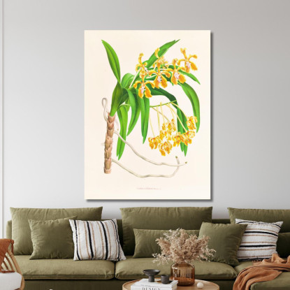 Illustrazioni Botaniche Vanda Lindeni Jean Jules Linden jjl160 quadro stampato su tela