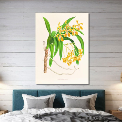 Illustrazioni Botaniche Vanda Lindeni Jean Jules Linden jjl160 quadro stampato su tela