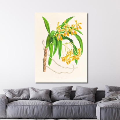 Illustrazioni Botaniche Vanda Lindeni Jean Jules Linden jjl160 quadro stampato su tela
