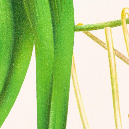 Illustrazioni Botaniche Vanda Lindeni Jean Jules Linden jjl160 quadro stampato su tela